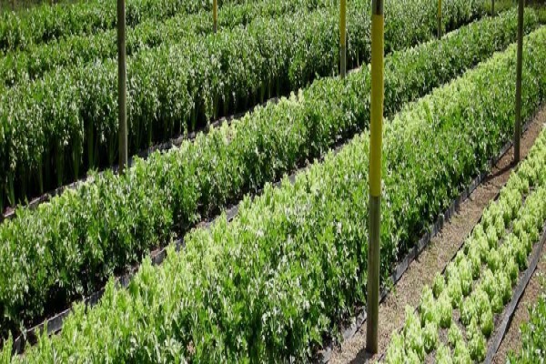 Flowgrow Hydroponics (Pty) Ltd