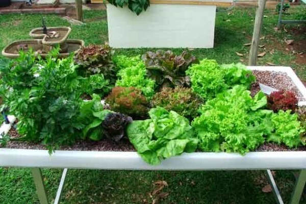 Flowgrow Hydroponics (Pty) Ltd