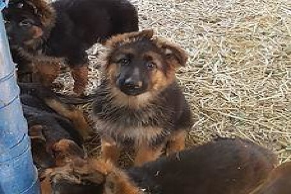 Cadeau Kennels & Cattery