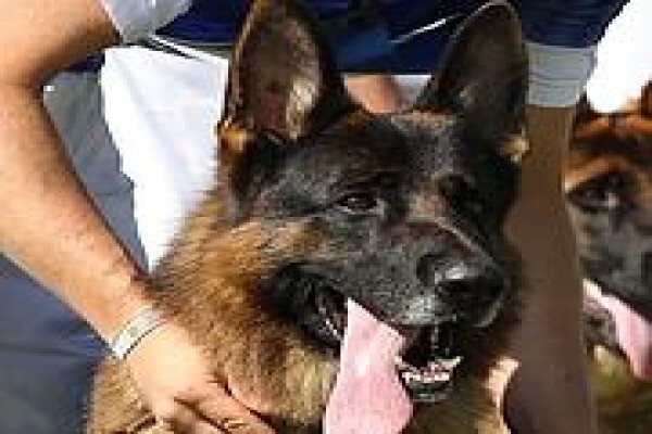 Cadeau Kennels & Cattery