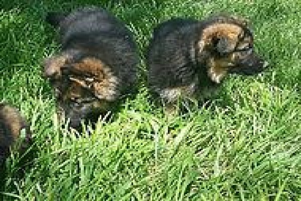 Cadeau Kennels & Cattery