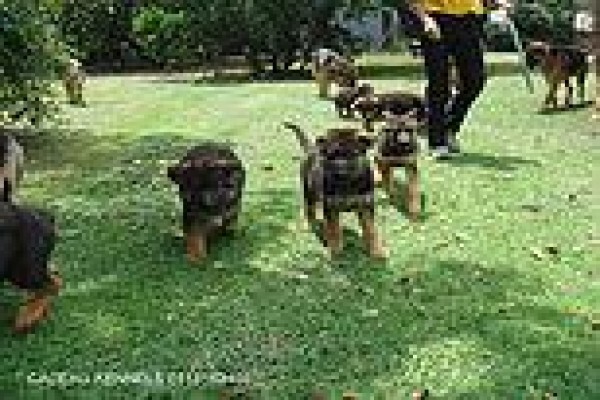 Cadeau Kennels & Cattery