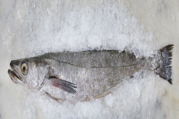 Umsobomvu Fishing (Pty) Ltd