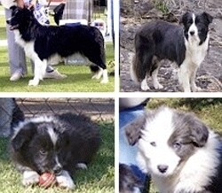 La Brie Kennels & Cattery
