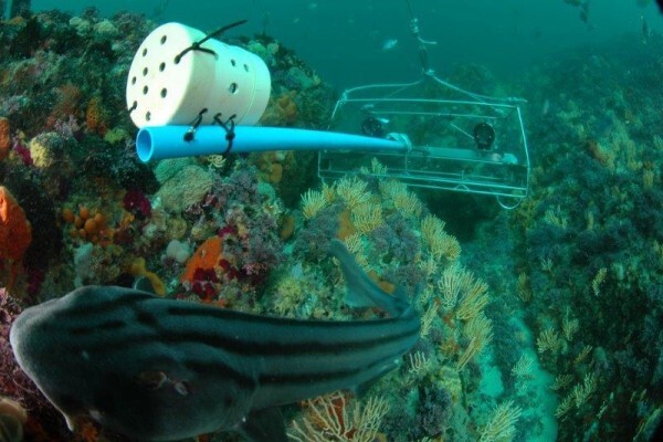 S A Institute For Aquatic Biodiversity