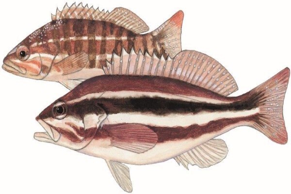 S A Institute For Aquatic Biodiversity