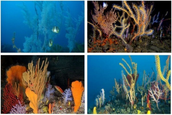S A Institute For Aquatic Biodiversity