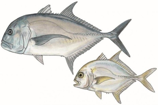 S A Institute For Aquatic Biodiversity