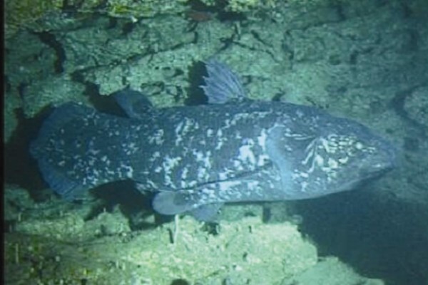 S A Institute For Aquatic Biodiversity