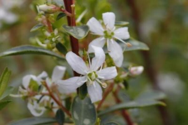 Puris Natural Aroma Chemicals (Pty) Ltd