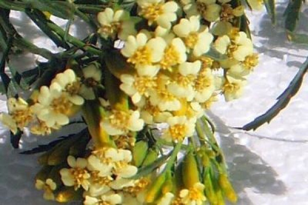 Puris Natural Aroma Chemicals (Pty) Ltd