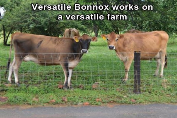 Bonnox (Pty) Ltd