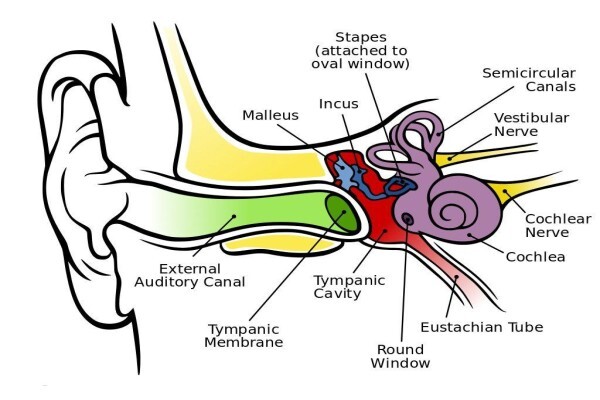 Cape Hearing Aids:Branches:Claremont