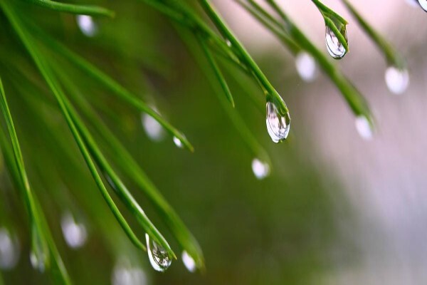 Afzelia Environmental Consultants CC
