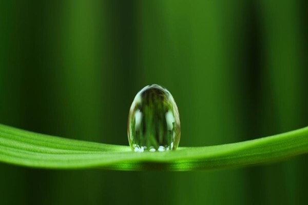 Afzelia Environmental Consultants CC