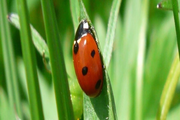 Afzelia Environmental Consultants CC