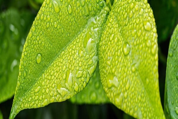 Afzelia Environmental Consultants CC