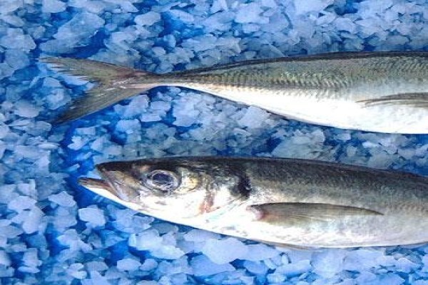 Viking Fishing Co