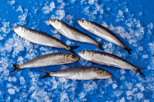 Viking Fishing Co