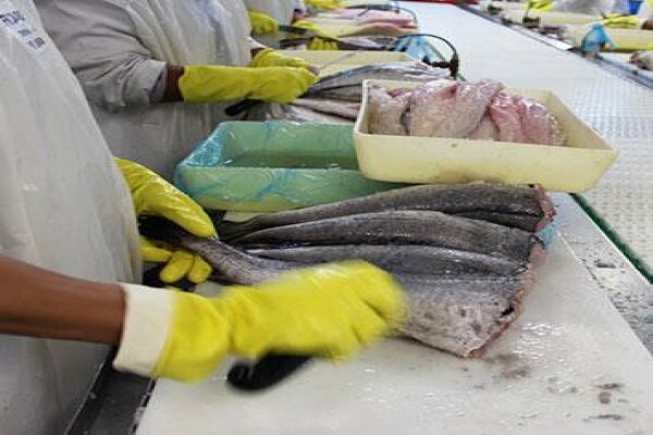 Viking Fishing Co