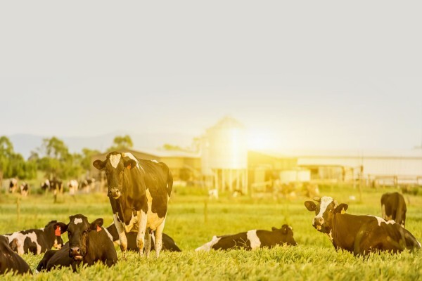 Moorddrift Dairies