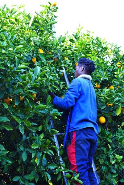 African Realty Trust (Pty) Ltd:Letaba Estate:Letaba Citrus Processors