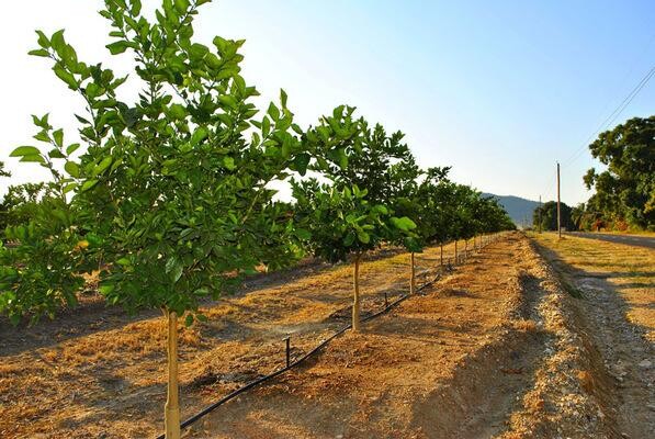 African Realty Trust (Pty) Ltd:Letaba Estate:Letaba Citrus Processors