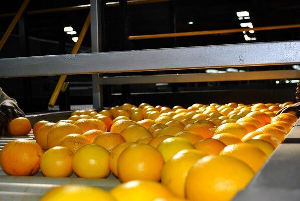 African Realty Trust (Pty) Ltd:Letaba Estate:Letaba Citrus Processors