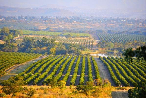 African Realty Trust (Pty) Ltd:Letaba Estate:Letaba Citrus Processors