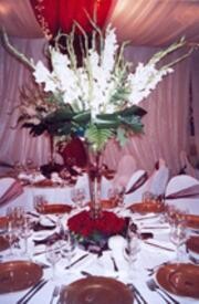 Elise Bester Function Requirements