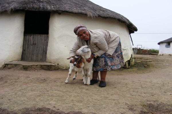 Heifer Project (SA) (Eastern Cape)
