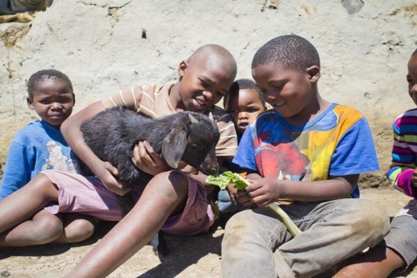 Heifer Project (SA) (Eastern Cape)