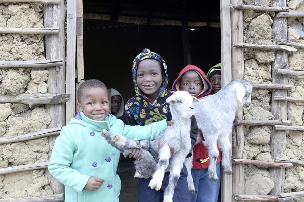 Heifer Project (SA) (Eastern Cape)