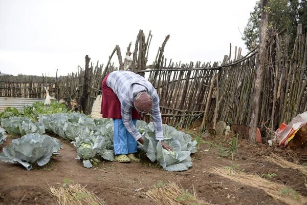Heifer Project (SA) (Eastern Cape)