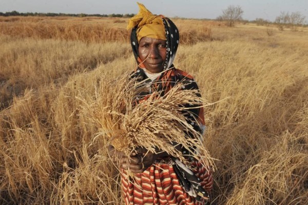Heifer Project (SA) (Eastern Cape)