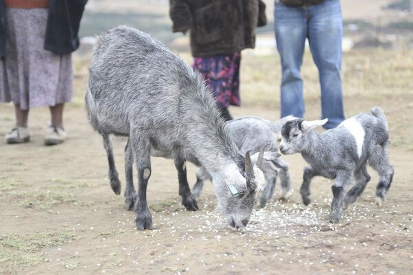 Heifer Project (SA) (Eastern Cape)