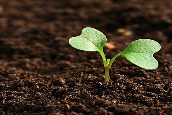 Virtuous Coaching