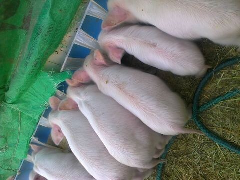 Topigs Sa Pty (Ltd)