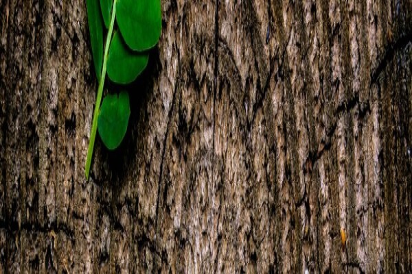 Ecoguard Distributors (Pty) Ltd