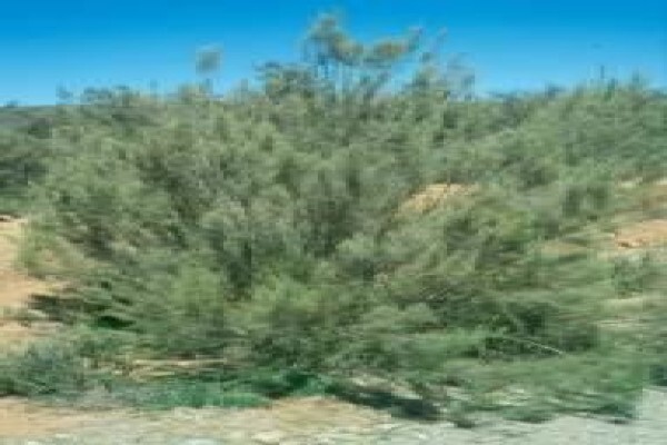 Ecoguard Distributors (Pty) Ltd