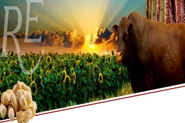 Rhys Evans Group (Pty) Ltd:Werda