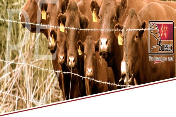 Rhys Evans Group (Pty) Ltd:Werda