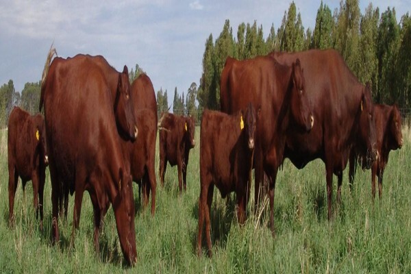 Rhys Evans Group (Pty) Ltd:Werda