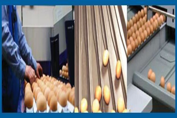 Hatchery Equipment Suppliers (Pty) Ltd