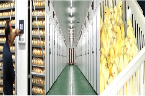 Hatchery Equipment Suppliers (Pty) Ltd