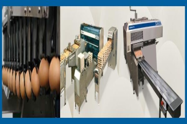 Hatchery Equipment Suppliers (Pty) Ltd
