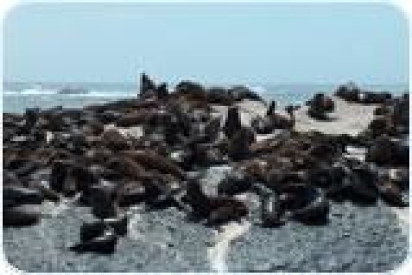 Hout Bay Passenger Launches