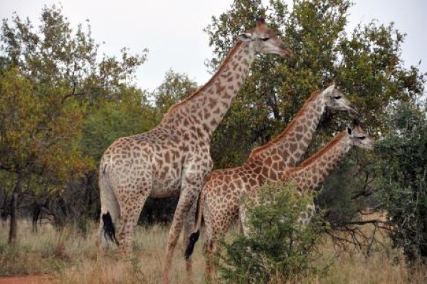 Kwalate Game Ranch (Hammanskraal)