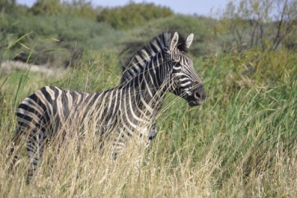 Kwalate Game Ranch (Hammanskraal)