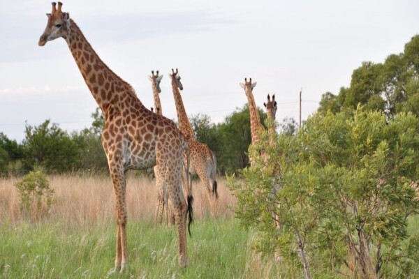 Kwalate Game Ranch (Hammanskraal)